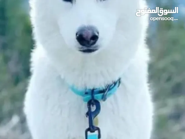 كلب هاسكي للبيع