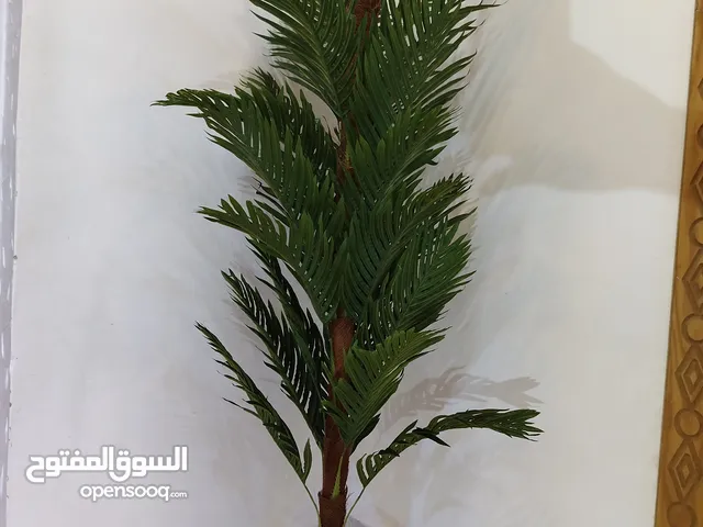 شجره اريكا بالحاء