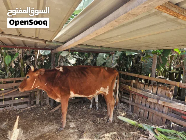 بقرة حليب تحته عجلة جارزيه باكستانية اول ولده حاله