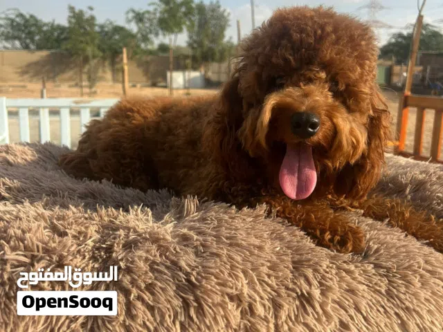 Toy poodle