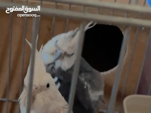 كوكتيل وايت فيس تحتو بيض لبيع بسعر مغري