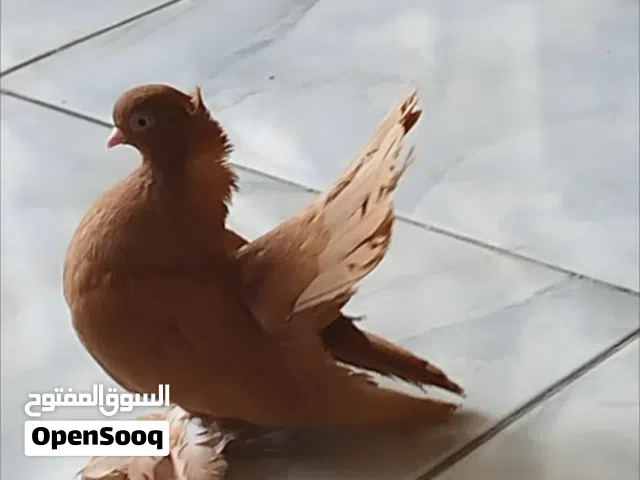ربي يبارك ماشاء الله انتي صفوري مصوقرة سعرها 1000