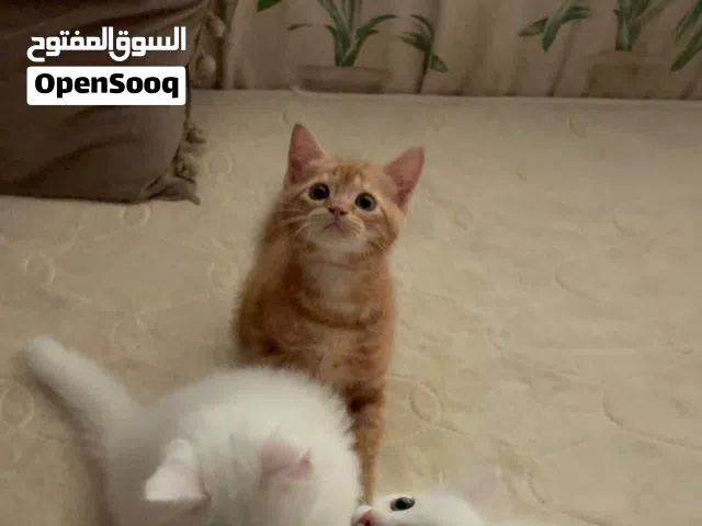 2 Siberian 1 Orange Kittens
