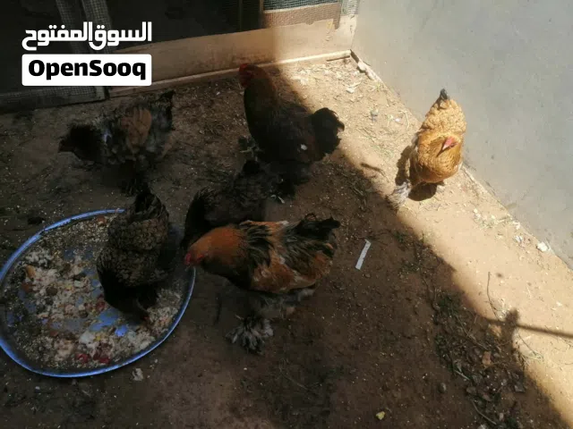 زوز كوبيات برهمه سبرايت نحاسي