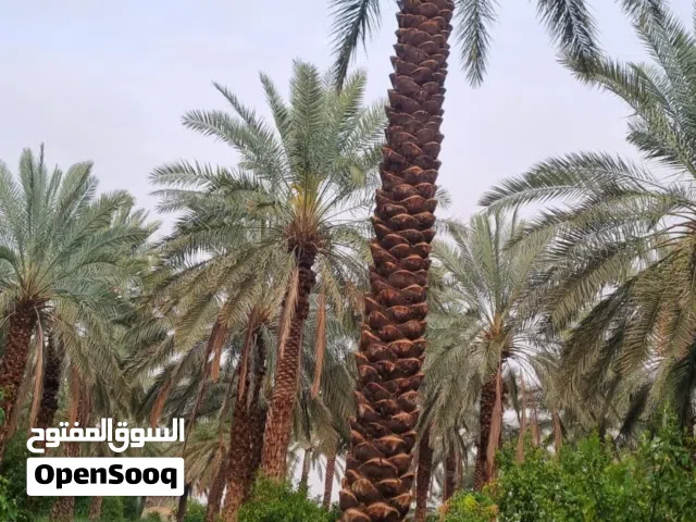 نخل عربي نخل واشنطني