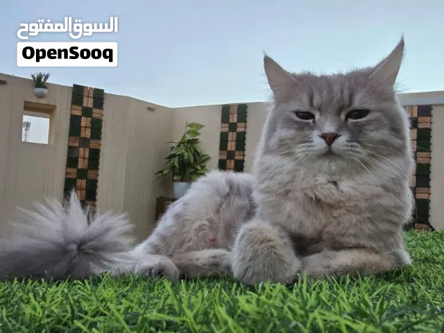 قطط للتبني بشكل عاجل
