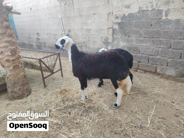 اقرا الوصف تحت الايفوتك على