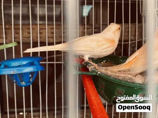 سلام عليكم جوز كنارات للبيع ذكر ميوزك لأنثى جزريه حبات بجننو عل واقع احلا لسا بدايه شغل. مع القفص