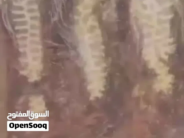 عسل للبيع جبلي حر