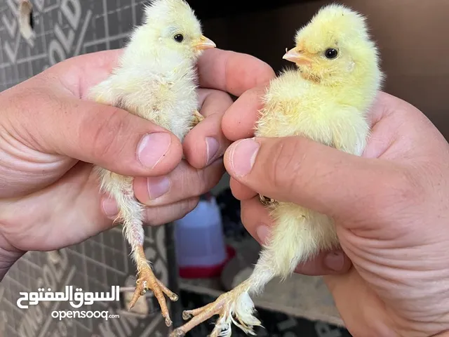 صوص بندوق بلدي