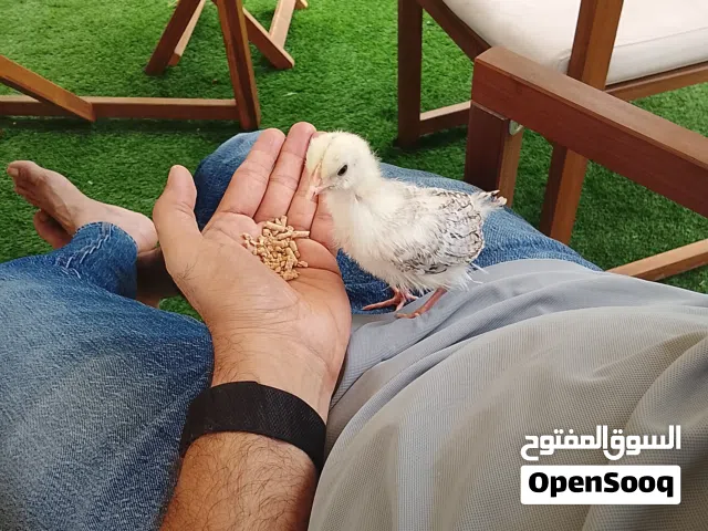 Baby Chick