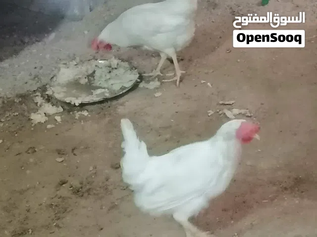 دجاجات معمل تركي او مراوس
