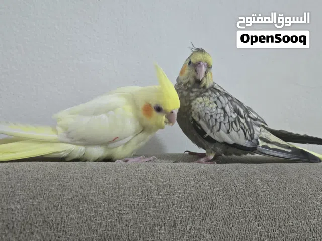 طيور اليفات للبيع / الوصف مهم  .....................................................................