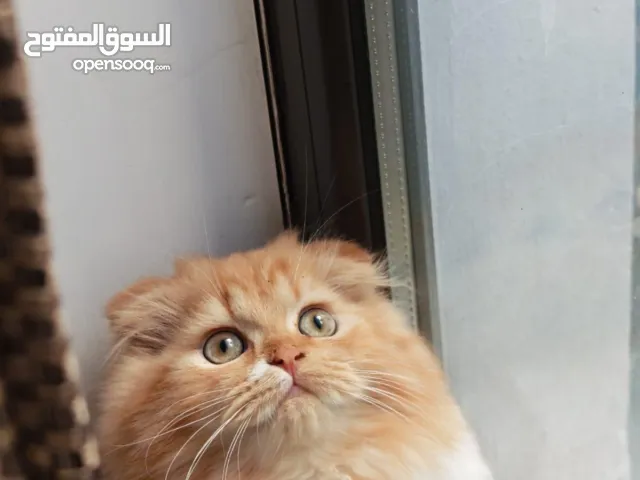 قط برتقالي صغير ذكر الاذن فولد ،  small orange cat male Folded ears