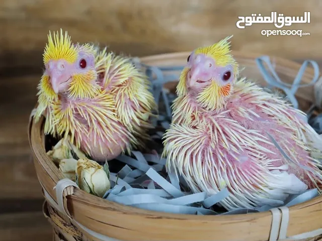 فراخ كوكتيل لاتينو صحة ونظافة عين حمرا وبالصلاة على النبي .