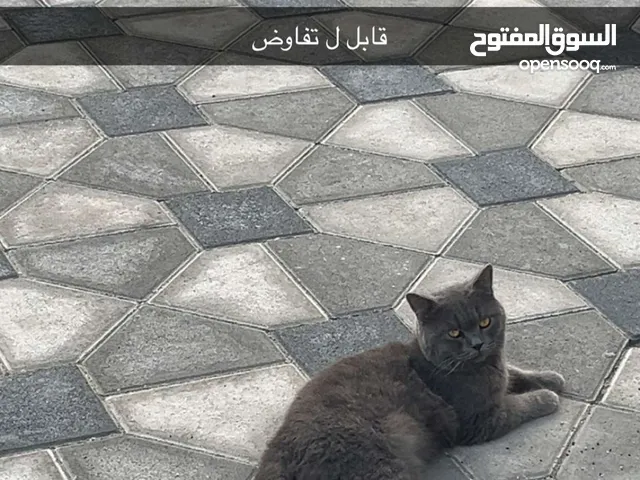 ذكر بريتش مطعم وعنده جواز/ب 1000 درهم وعندي اخوه نفس شي على 1000