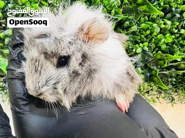 Long-Haired Grey & White Guinea Pig خنزير هندي طويل الشعر رمادي وأبيض – جودة عالية