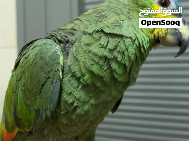 للبيع امازون  فل ربوه مايعض يوقف على اليد................................................