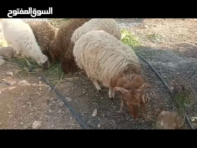 ثلاث خرفان للبيع وسوم عند الغانمين اعمار قريب 8 شهور