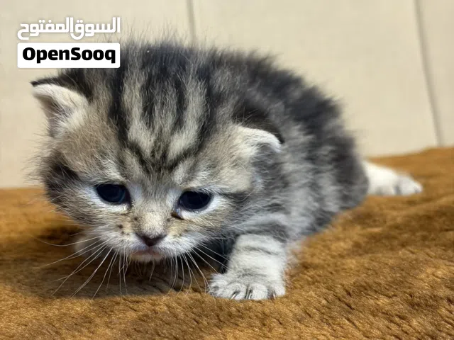تبارك الرحمان قطط سكوتش فولد بصحة ممتازة و سلالة مميزة ، العدد محدود