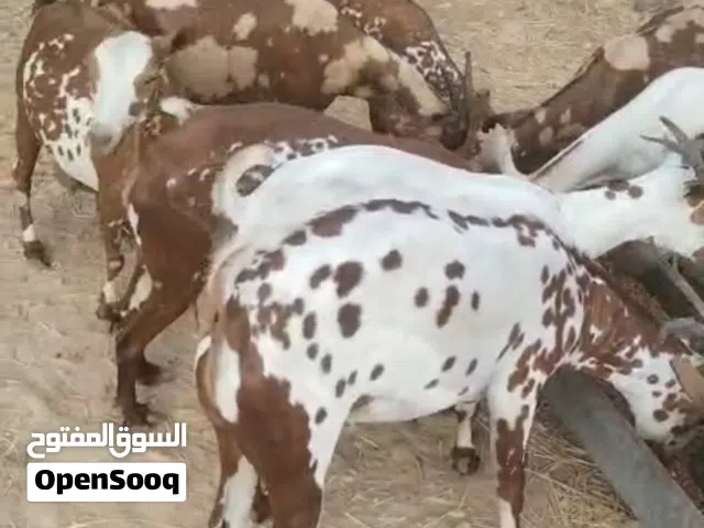 للبيع أغنام  اقراء الوصف