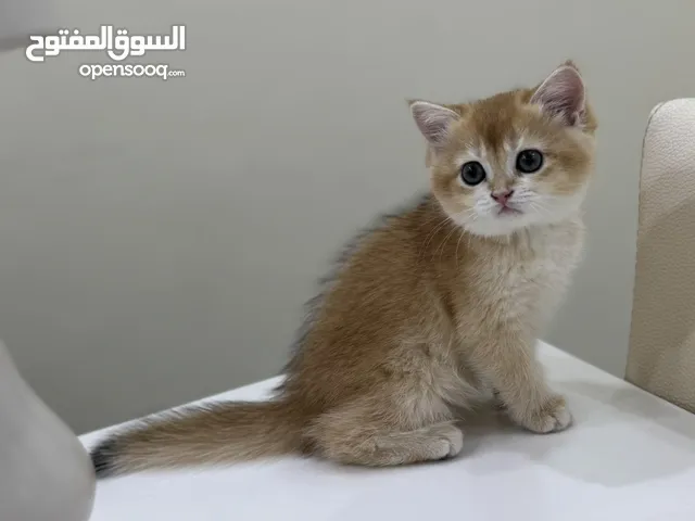 قطه سكوتش ستريت بيور