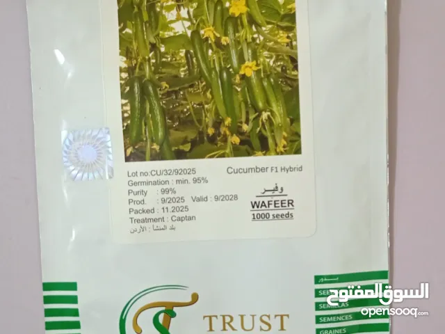 بذور خيار بيوت محمية