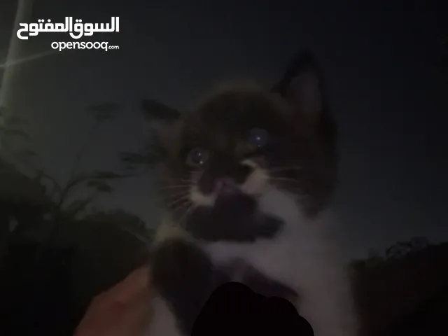 برتش مستوى حلو جداً