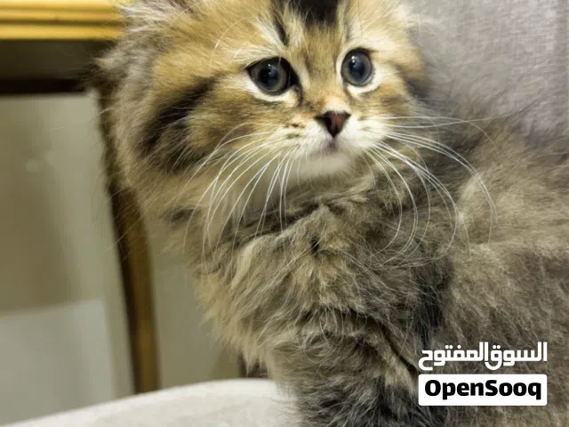 للبيع كتن سكوتش ستريت