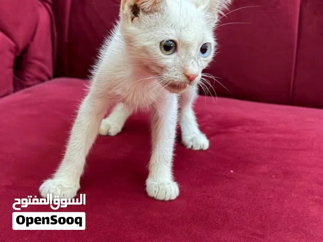 قط صغير أبيض للبيع