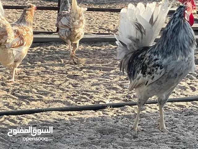 بيض دجاج عربي قديم الحبيشي والهاوي