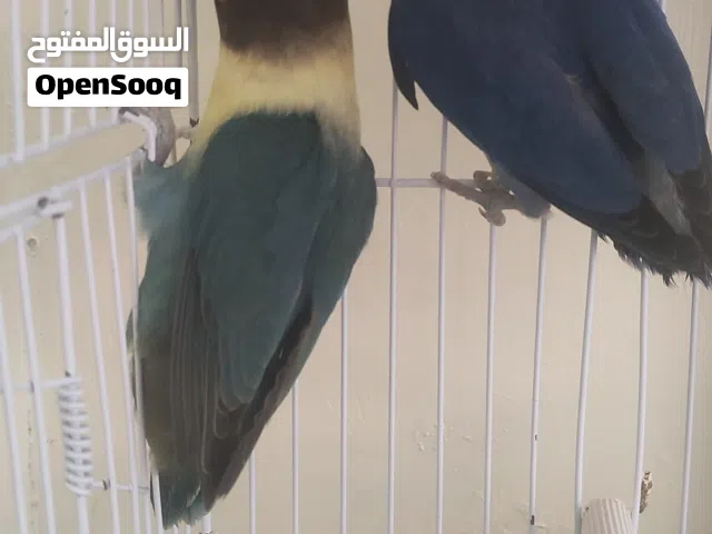 كوبية فيشر برسوناتا