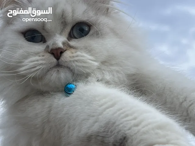 قط للبيع شيرازي