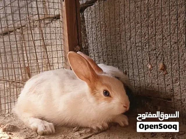 سلام عيكم اللهم صلي على محمد والي محمد ارانب صغار عدد8بيع مفرد جمله