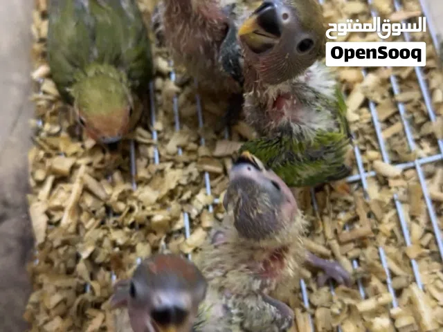 فروخ روز اللون اخضر