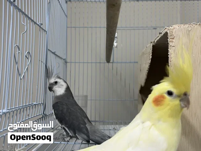 للبيع زوج كروان (كوكتيل) جاهزين للانتاج.وصحتهم ممتازة.وعندي فيديوهات وهم يتزاوجون.