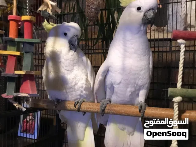 umbrella cockatoo parrots available
