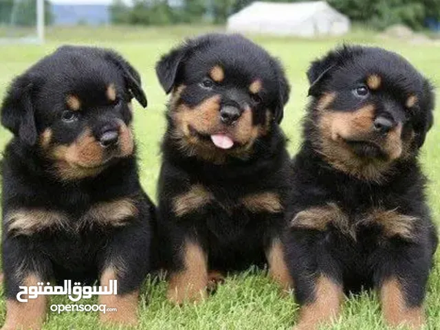 Pure Rottweiler Puppies Full Pedigree روت وايل جراو بدكري ( مواصفات أبطال )
