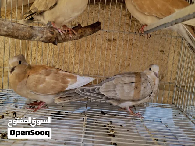 يمام للبيع مقنبرات جواز