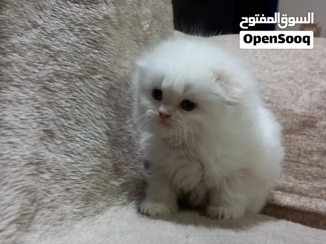 قطط سكوتش وهملايا للبيع – ذكور – أعمار مناسبة