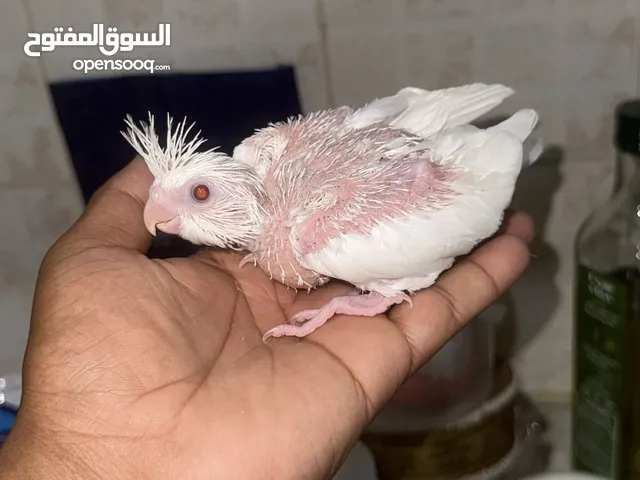 فروخ كوكتيل عس انتاج الكويت