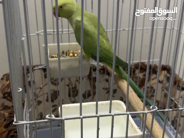 بغبغاء دره