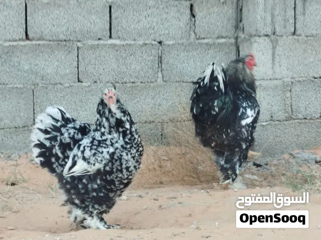 سلام عليكم ورحمه الله وبركاته متوفر كوبيه براهما درجة اولى براهما عملاق منتجة كوبيه حاجة من نوادر في