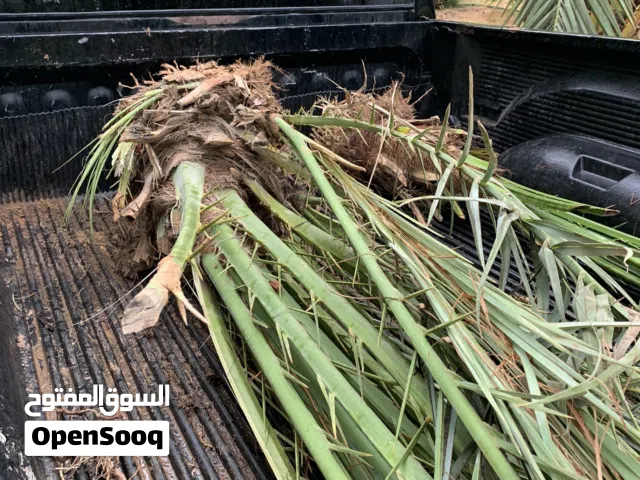 فساءل نخيل حجم كبير  درجة اولى