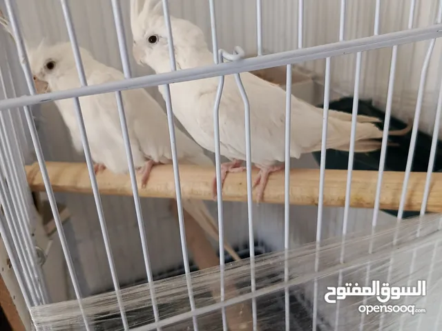 جوز كوكتيل ألبينو شغال