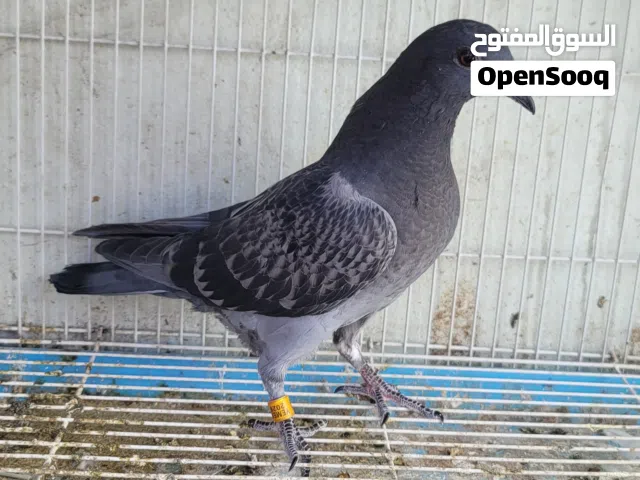 حمام زاجل مسافات طويله سباق