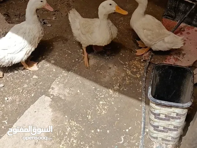 سلام عليكم بش تبزير عراقي كلداني