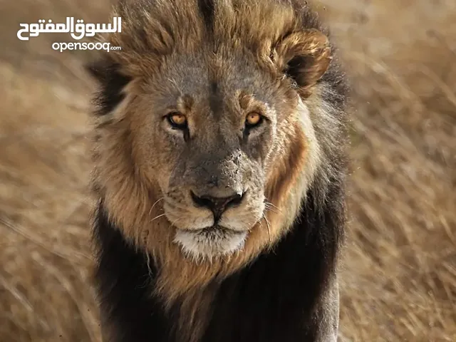 محمد ابو محمد