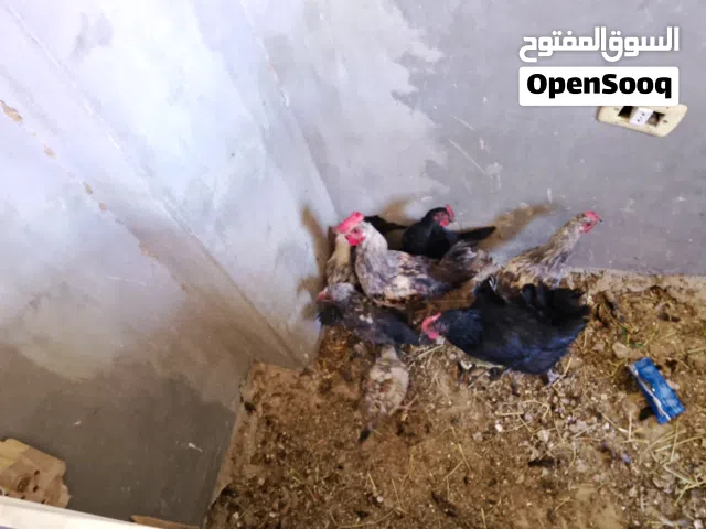 متاح 8 حبات بلدي للبيع بسعر مغري 6ديوك وفرختين وفي فرخة بياضة
