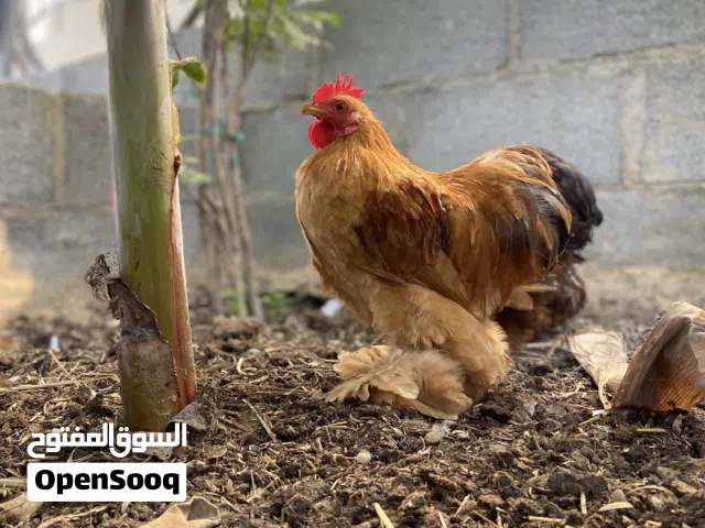 كوشن قزم للبيع